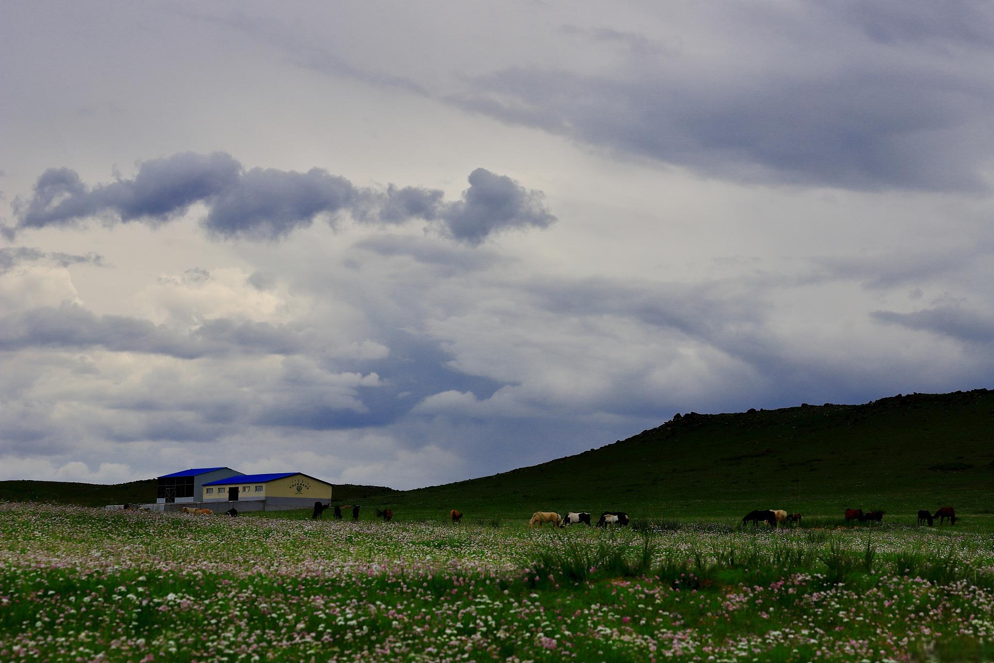 科尔沁草原:中国内蒙古的璀璨明珠 科尔沁草原,位于中国内蒙古,横跨