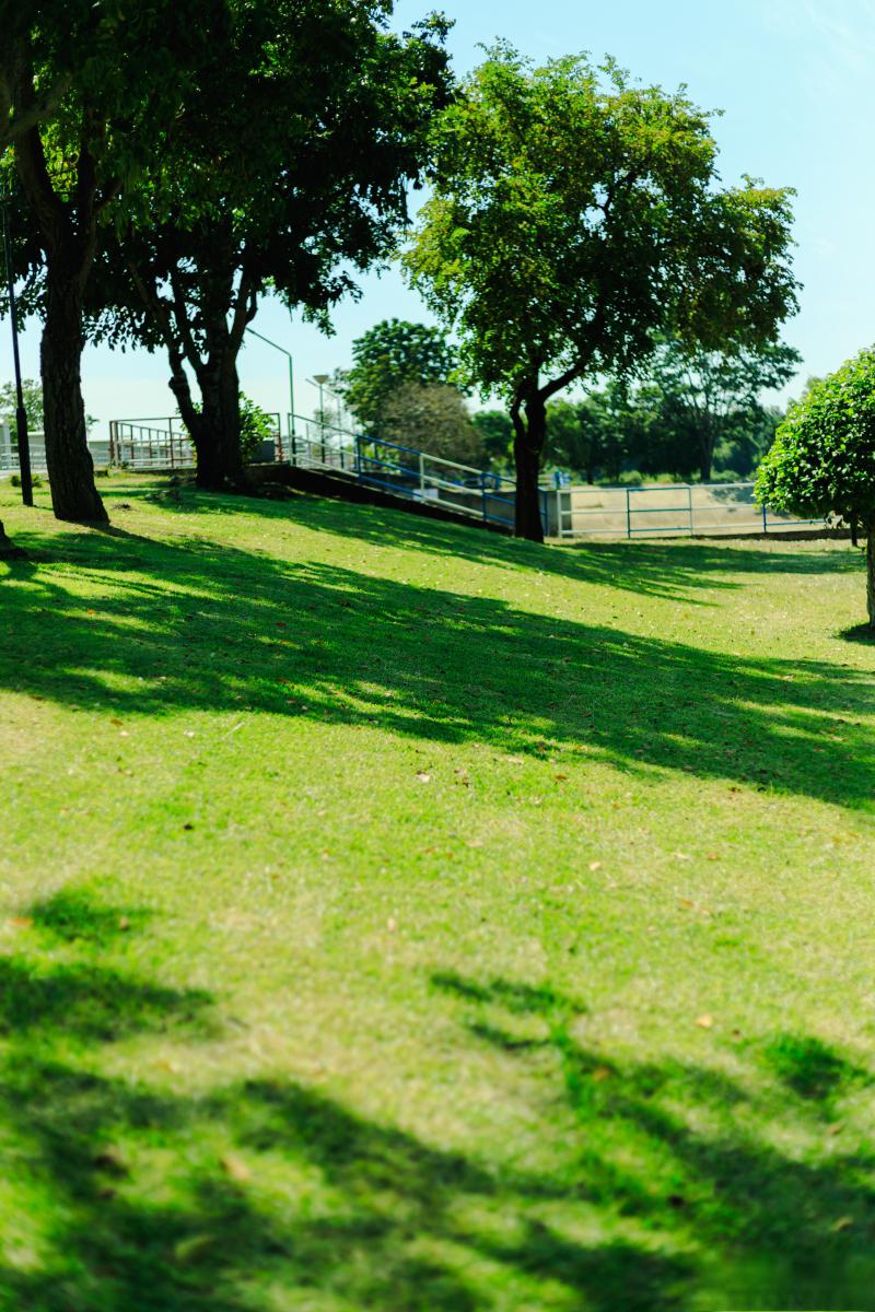 打造绿茵天堂:草坪草的种植与护理秘籍 想要一片青葱的草坪,为你的