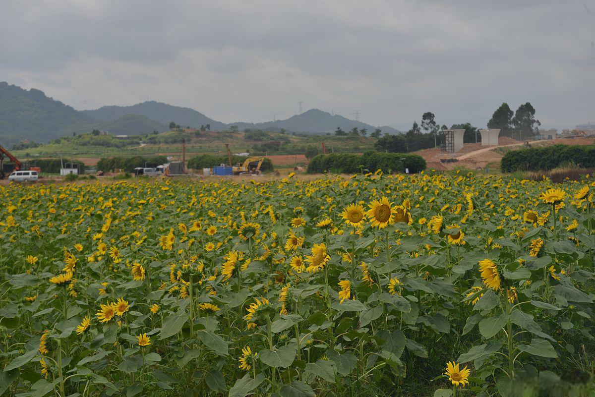 探秘南沙区万顷沙镇:心动的旅游胜地 广东省南沙区下辖的万顷沙镇位于