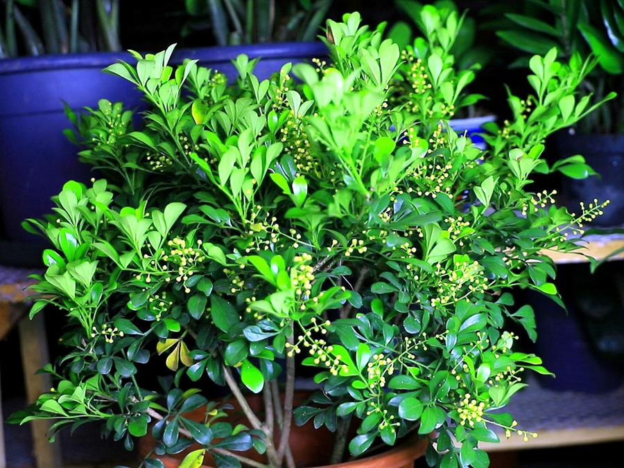 香水米兰花是一种迷人的室内植物,不仅香味独特,更以其亮丽的外表