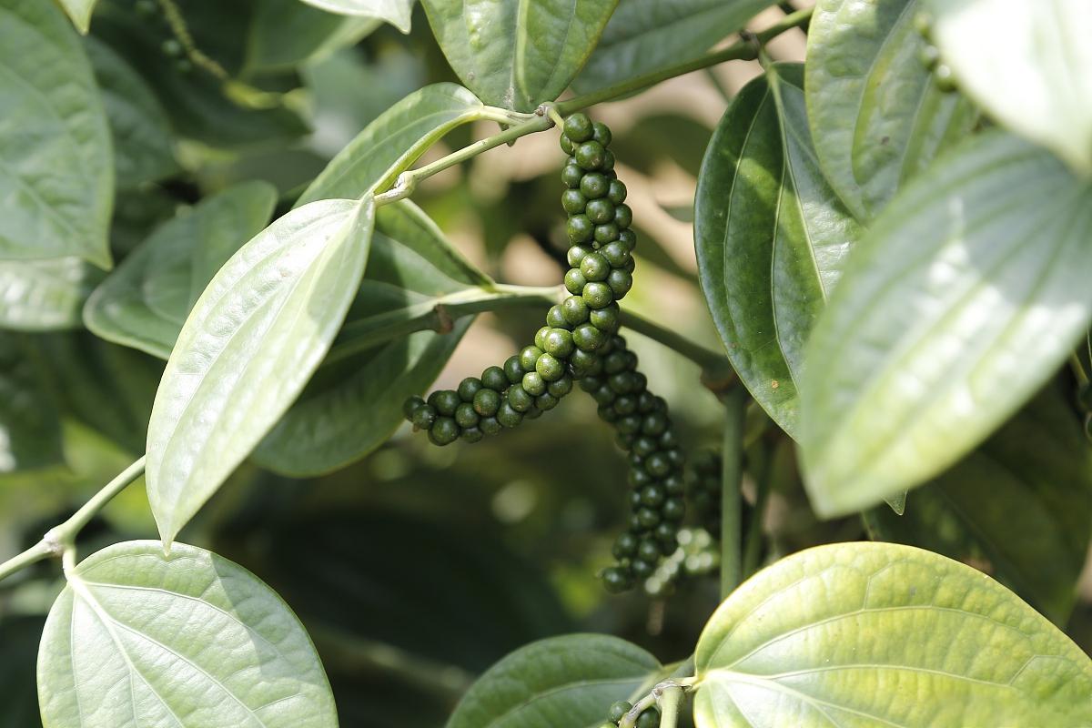 小叶菩提:珍稀植物的养殖与护理秘籍 小叶菩提,这一独特而神秘的植物