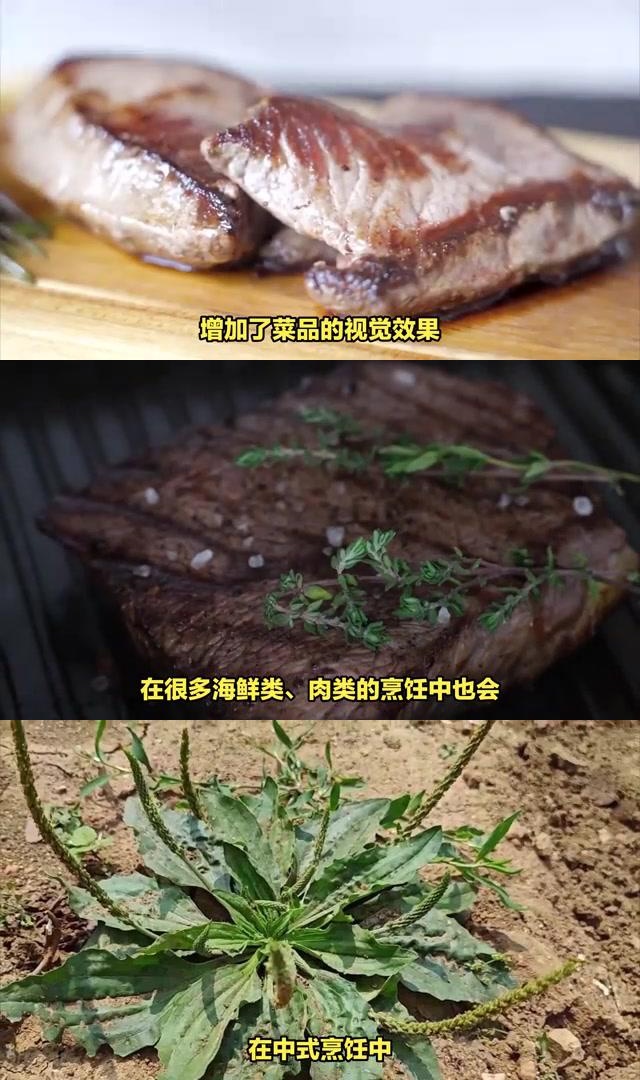 麝香草烹饪图片