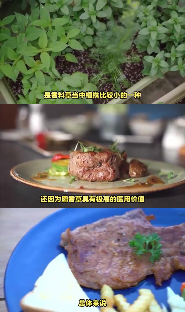 麝香草烹饪图片