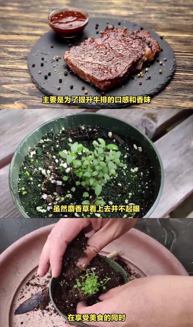 麝香草烹饪图片