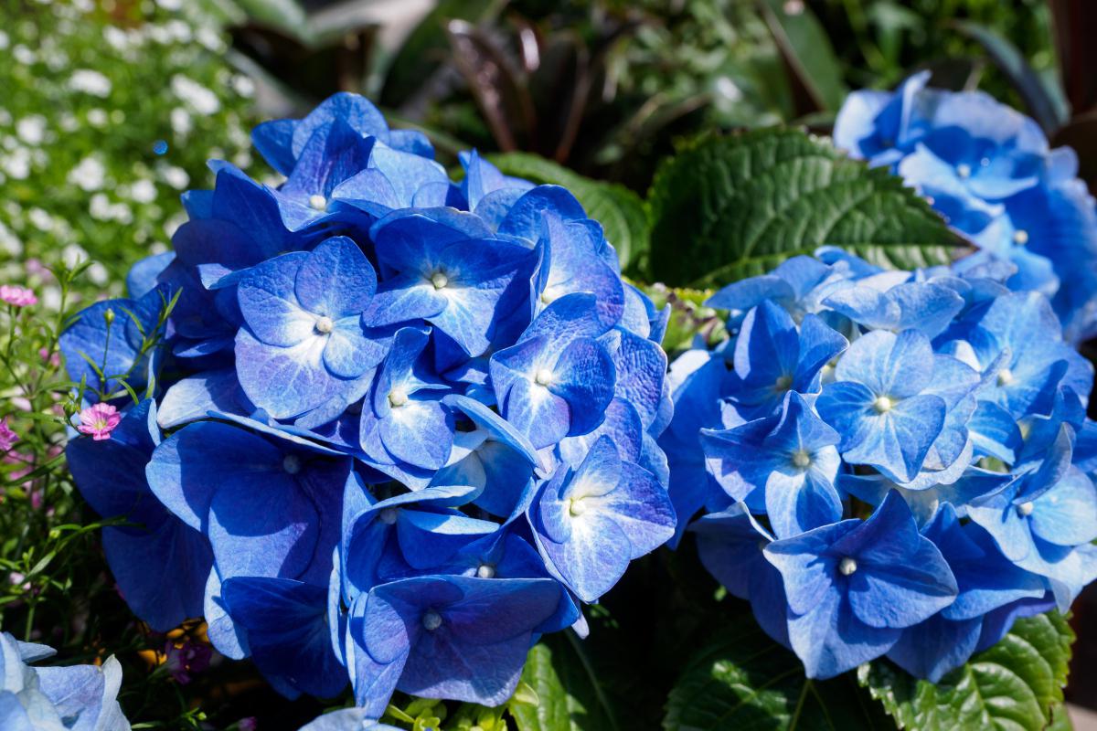 桃源深处的绣球蓝:梦幻与真实的结合 桃源深处的绣球蓝,是一种充满