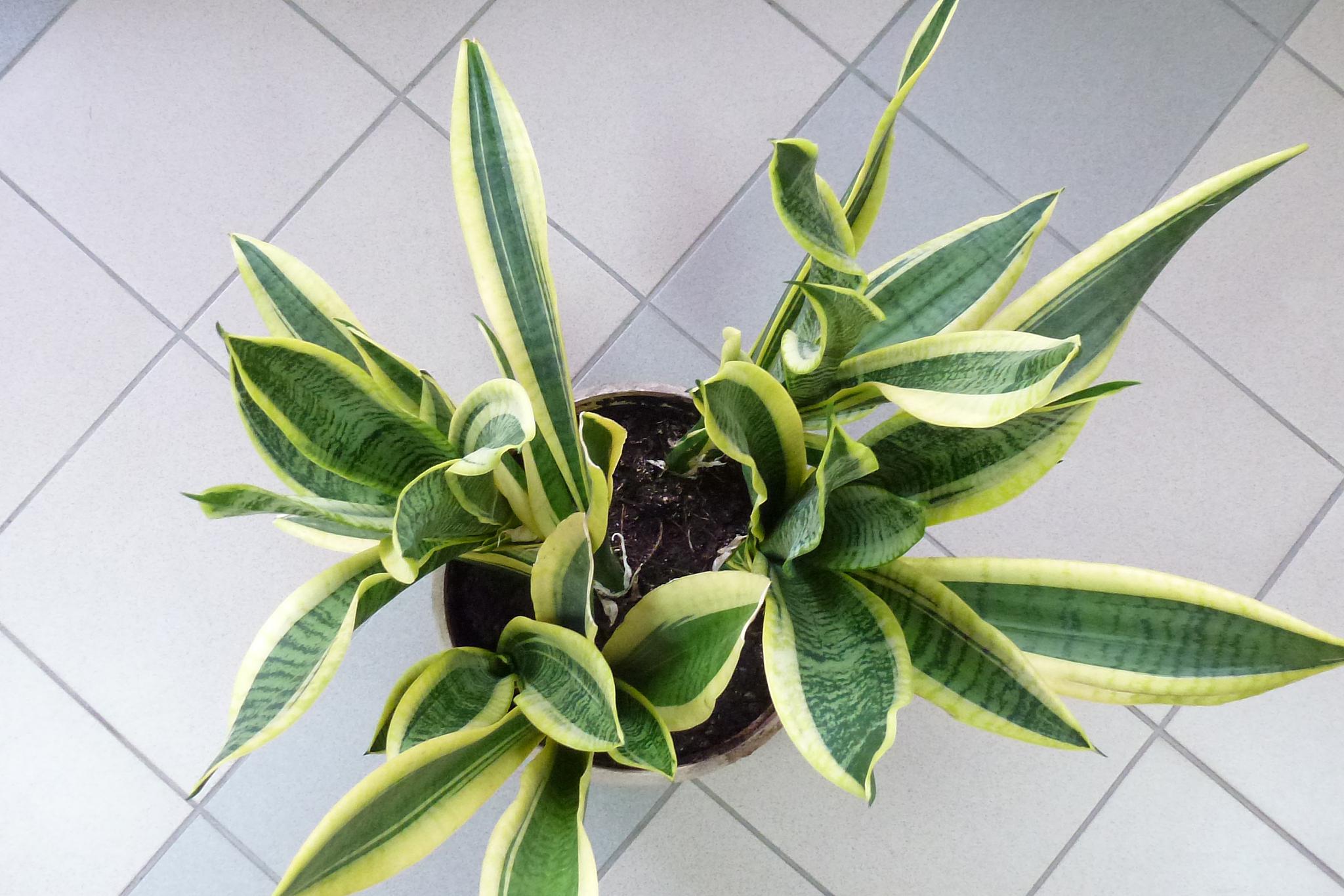 叶仙养护小技巧,让你的家充满热带风情 叶仙是一种大叶子的热带植物