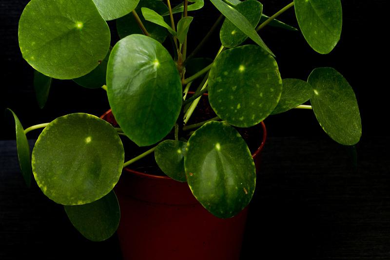 探索香菇草与铜钱草:独特魅力的外貌与室内装饰 香菇草与铜钱草是花草