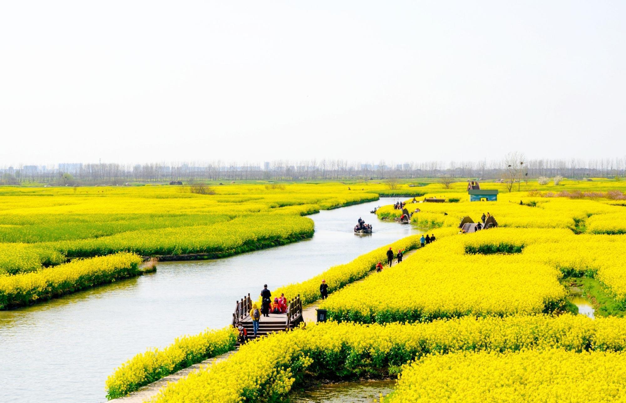 兴化千垛菜花景区图片