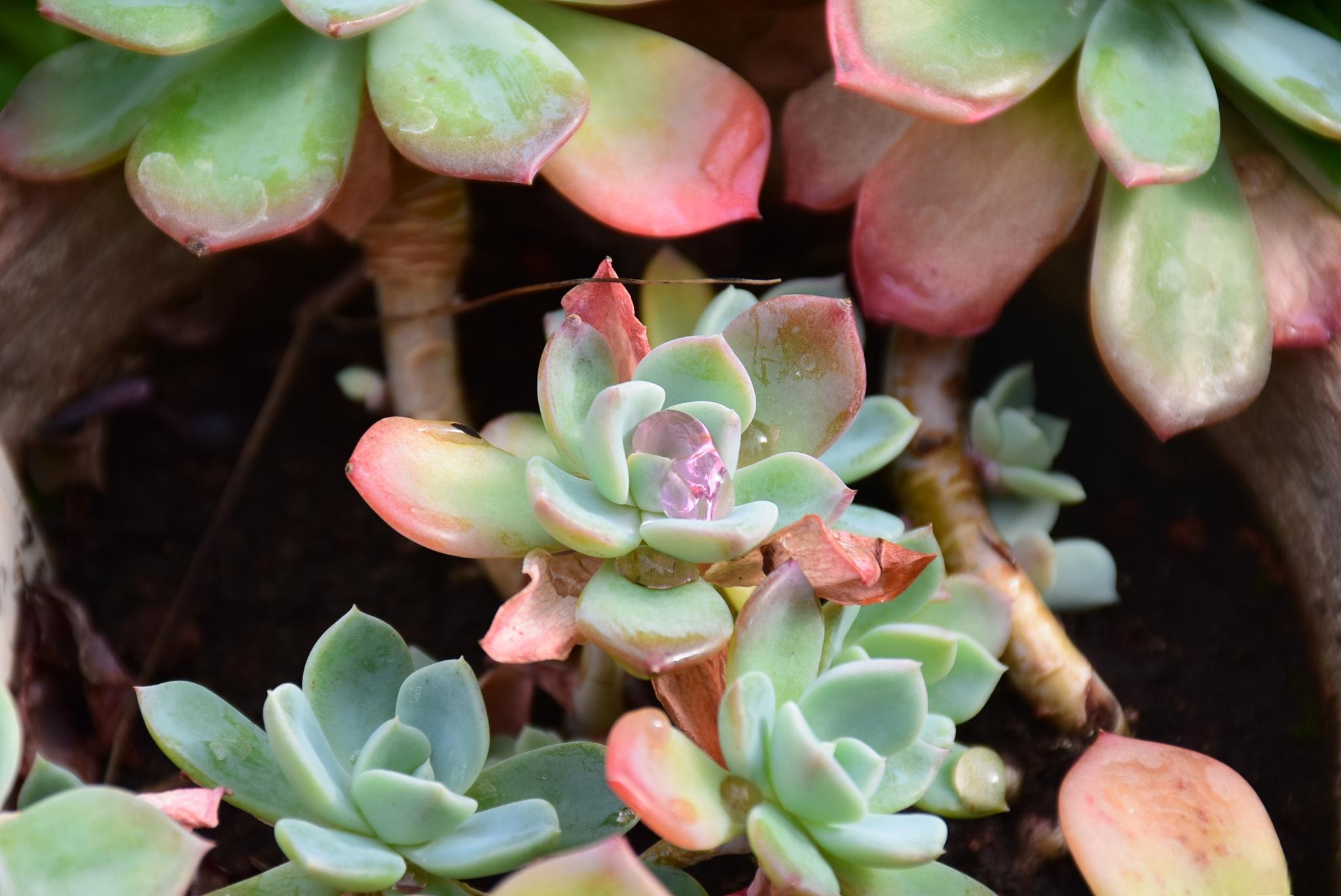 胧月下的多肉植物:生命的魅力与顽强 在宁静的夜晚,月光轻轻洒落,为