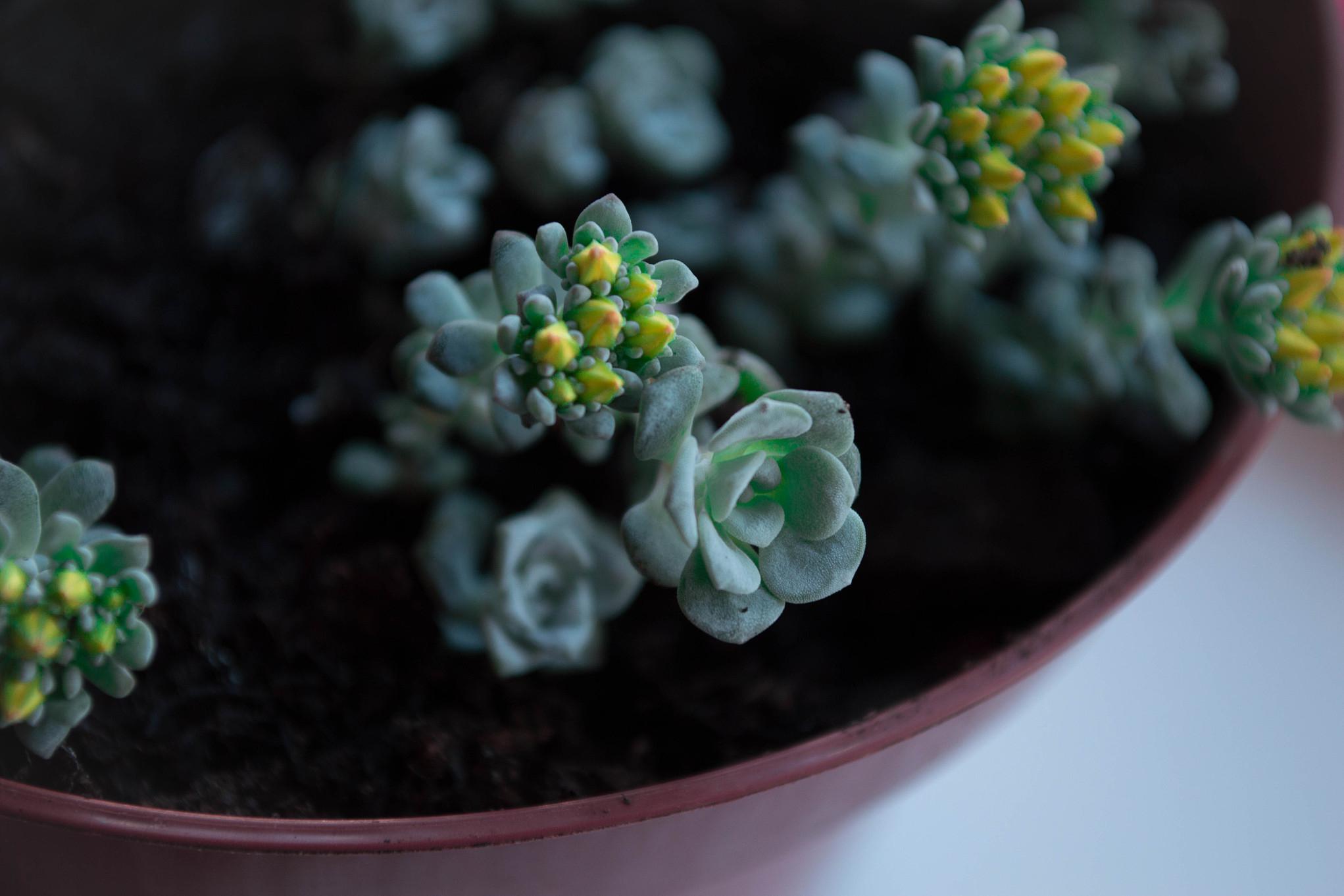 胧月下的多肉植物:生命的魅力与顽强 在宁静的夜晚,月光轻轻洒落,为