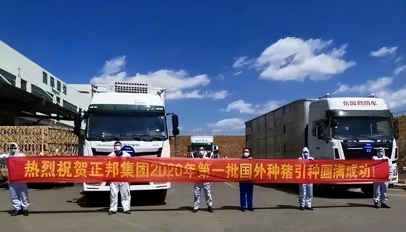 正邦科技破产重整:养猪业困境与长远规划的重要性 正邦科技因养猪业