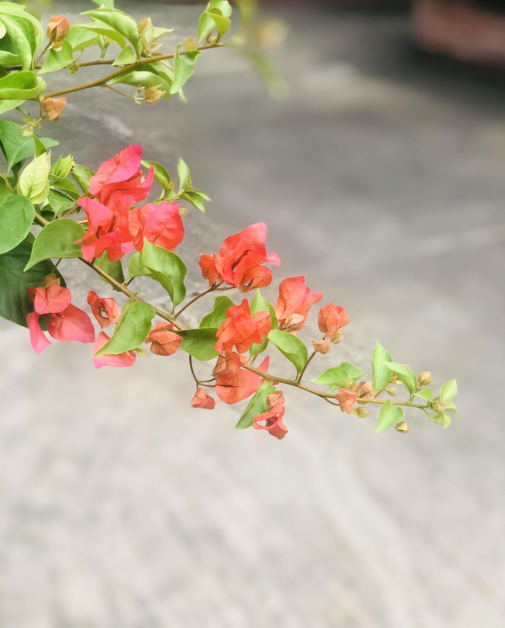 凌霄花的耐寒之谜 冬季养护技巧大揭秘 凭借其独特的攀援特性和艳丽