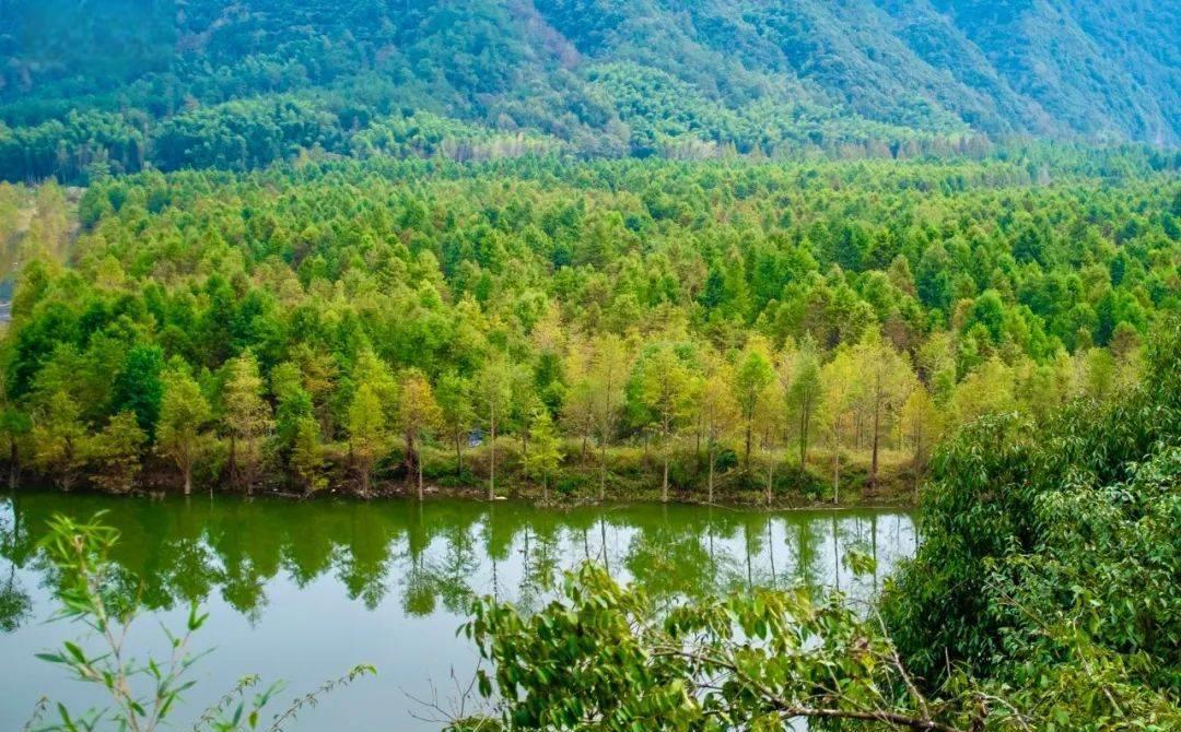 宣城落羽杉湿地公园:皖南川藏线上最迷人的景点之一 宣城落羽杉湿地