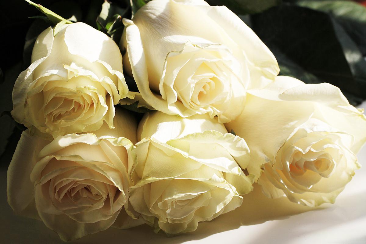 探索世界花园中的艺术珍品:白色带粉边玫瑰 玫瑰,被誉为花中皇后,以其