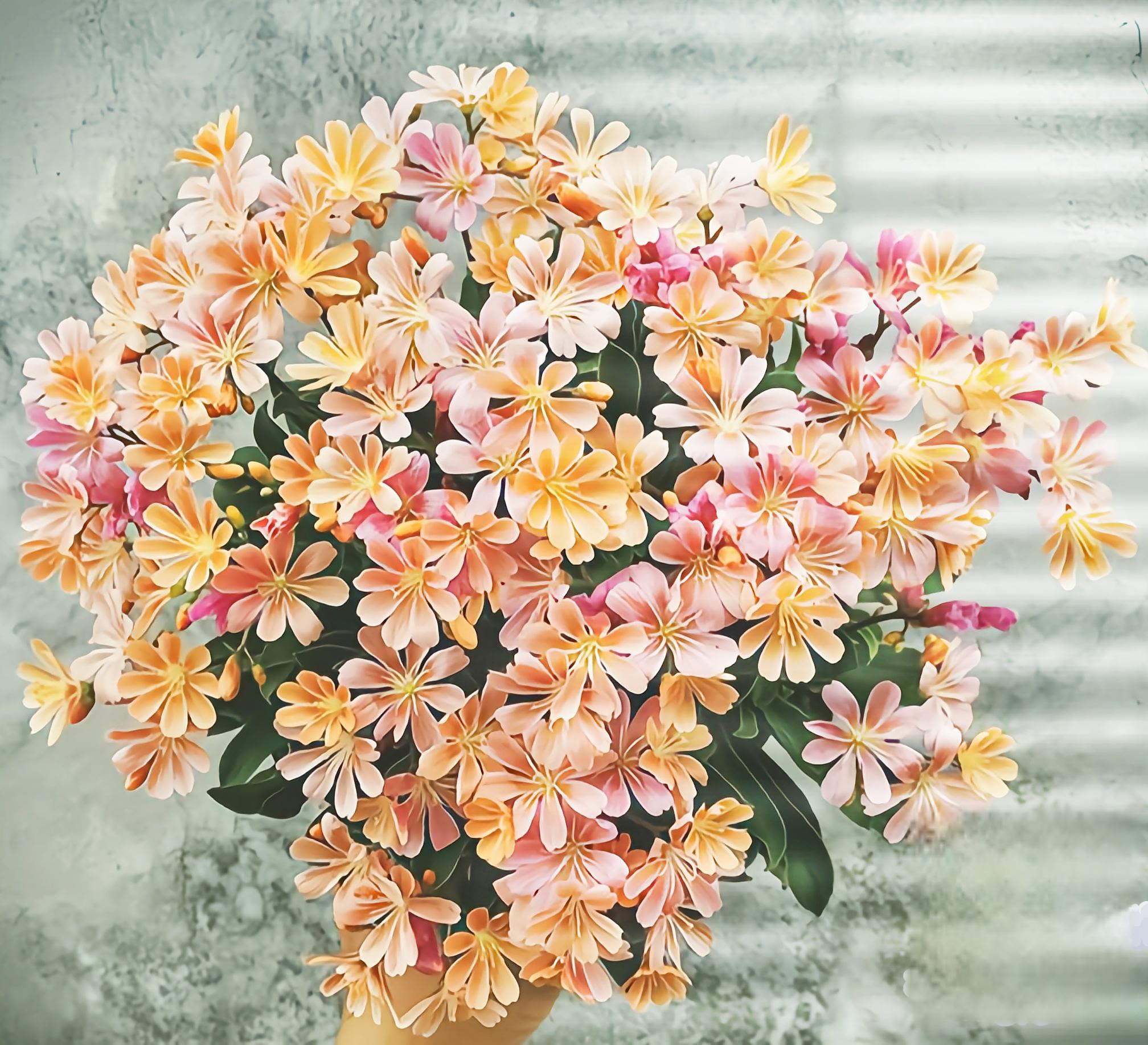 露薇花盆栽是一种美丽的绿植,但很多人认为它难以养护.