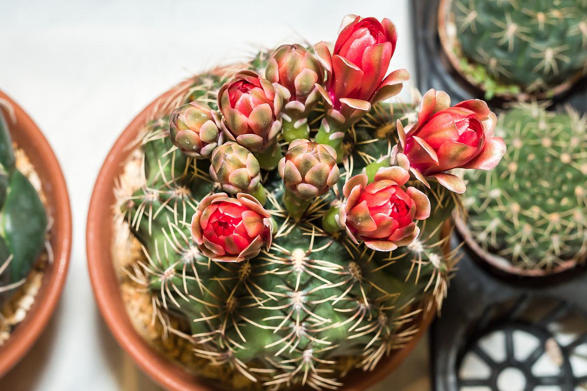 佛肚海棠:园艺新宠的养护秘诀 佛肚海棠,这朵来自非洲的独特之花,凭借