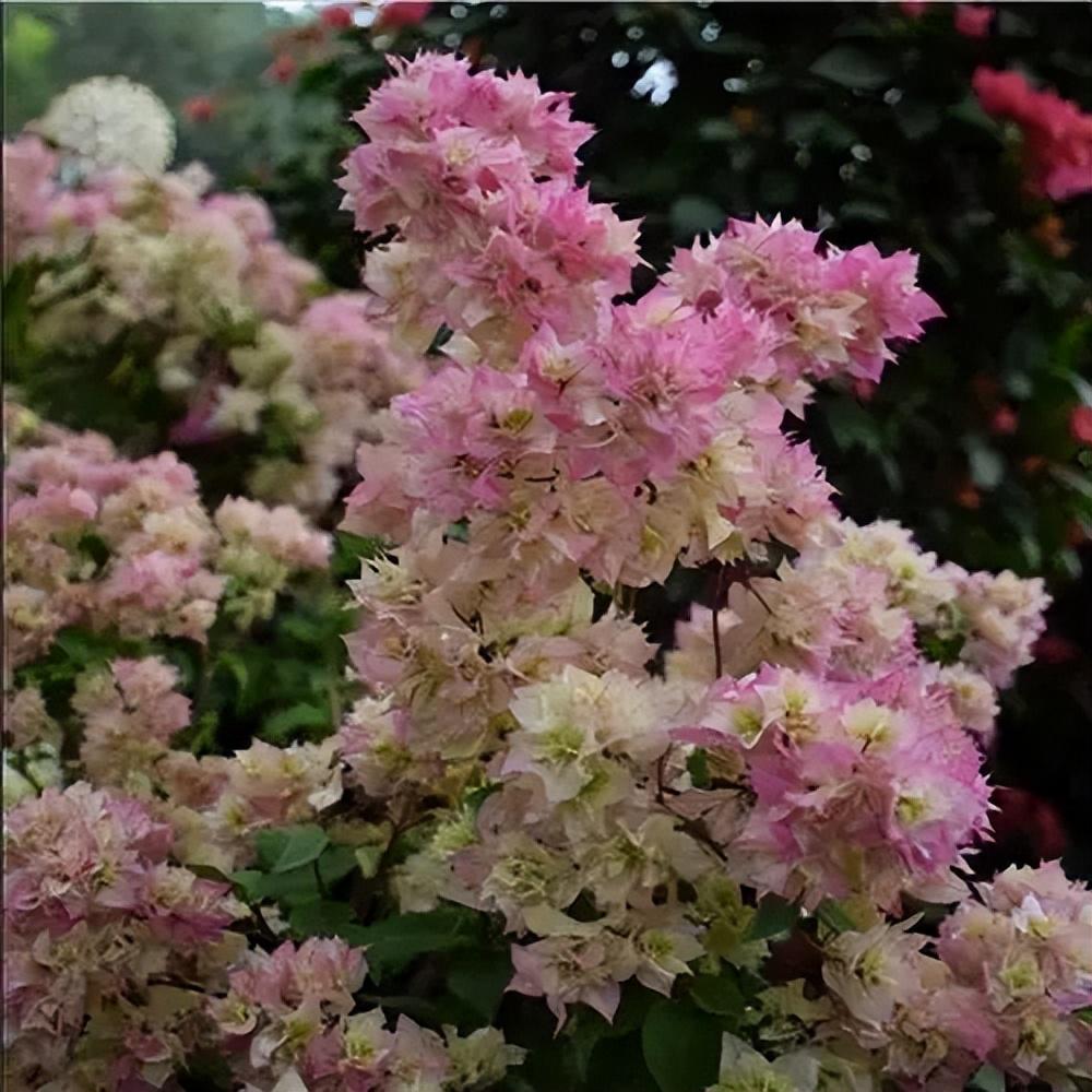 巴西三角梅:你的冬季花园守护者!