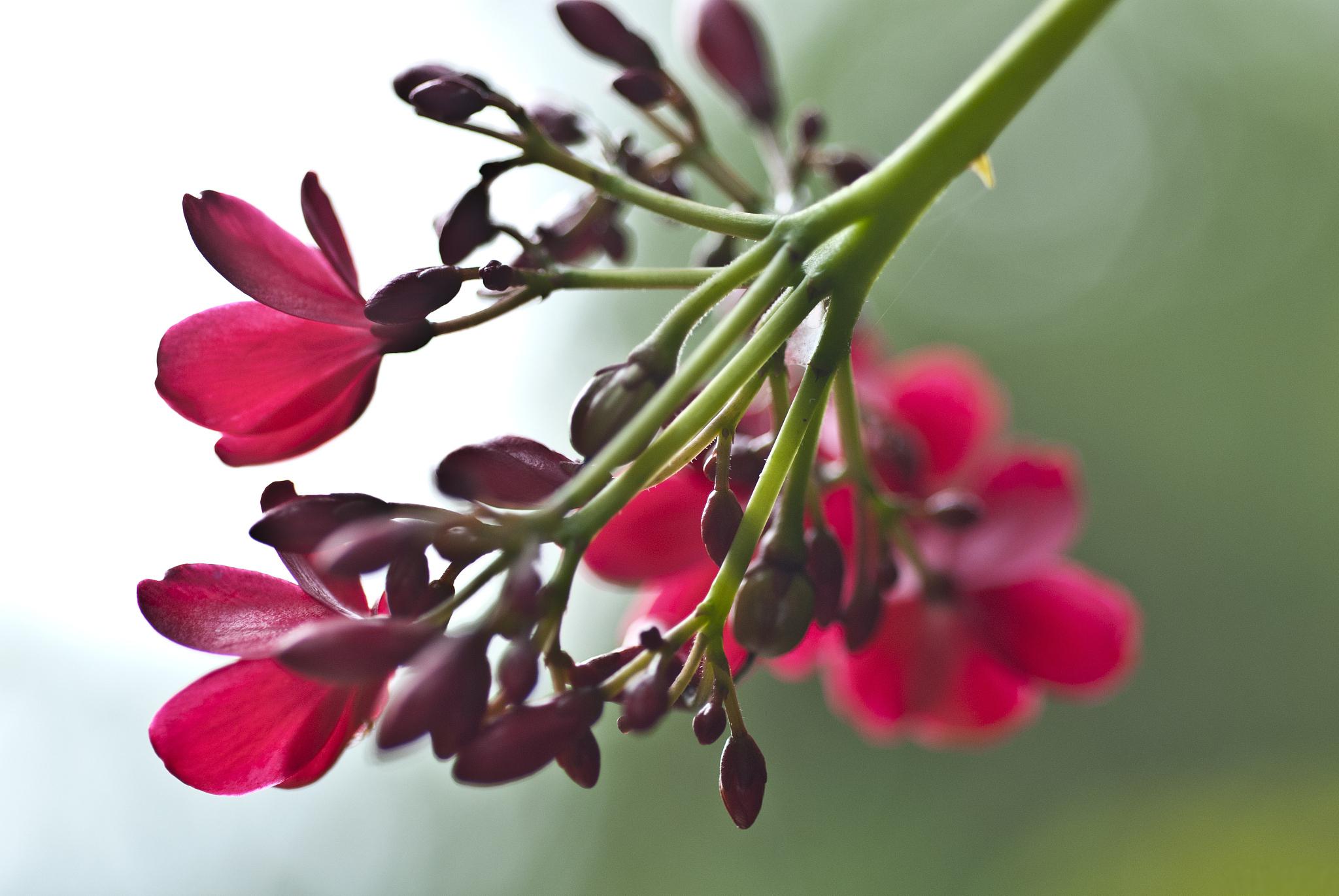 养护红豆花,让它绽放最美的光彩 红豆花,又名山茶花,以其绚丽的色彩和
