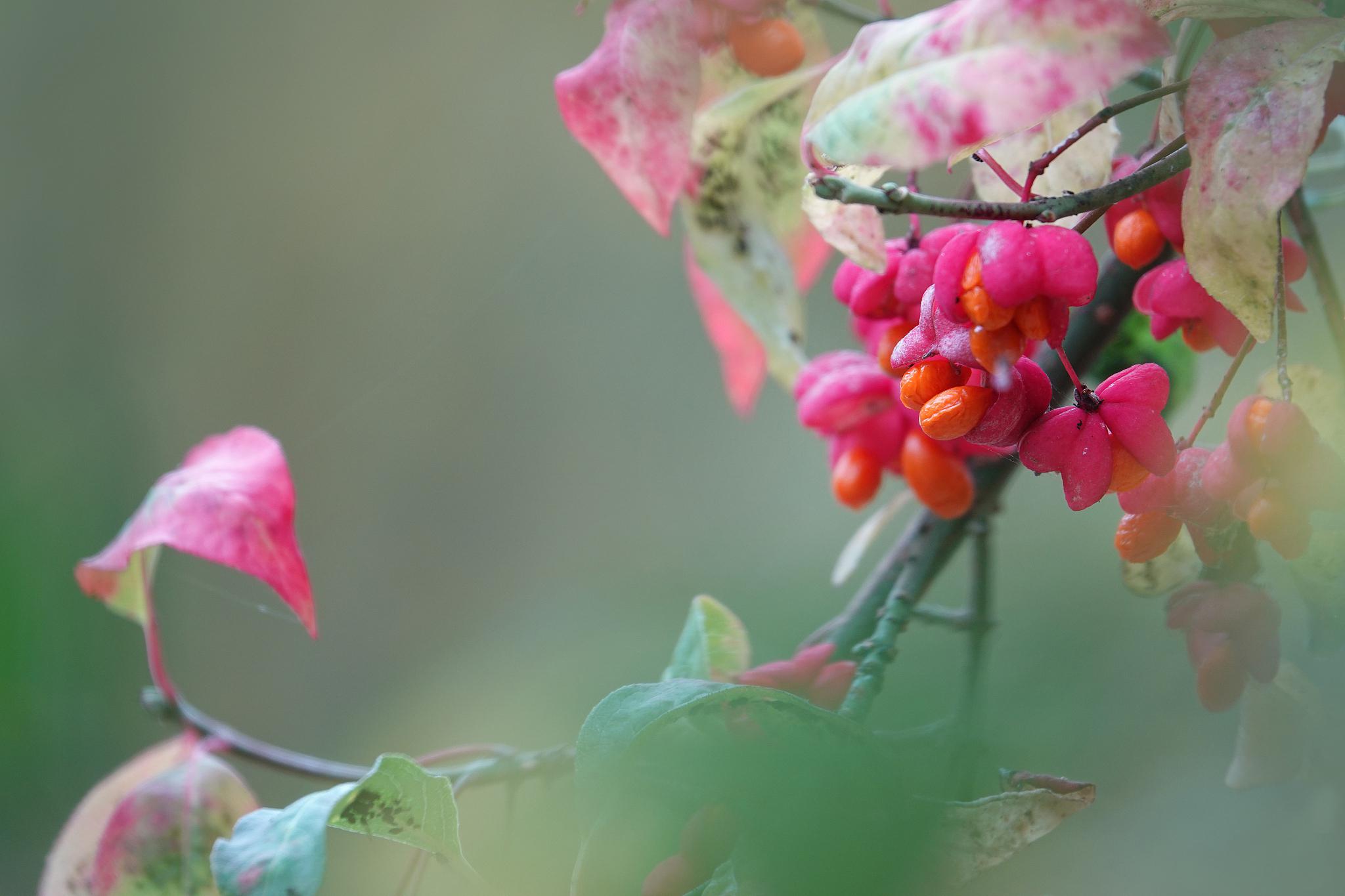 养护红豆花,让它绽放最美的光彩 红豆花,又名山茶花,以其绚丽的色彩和