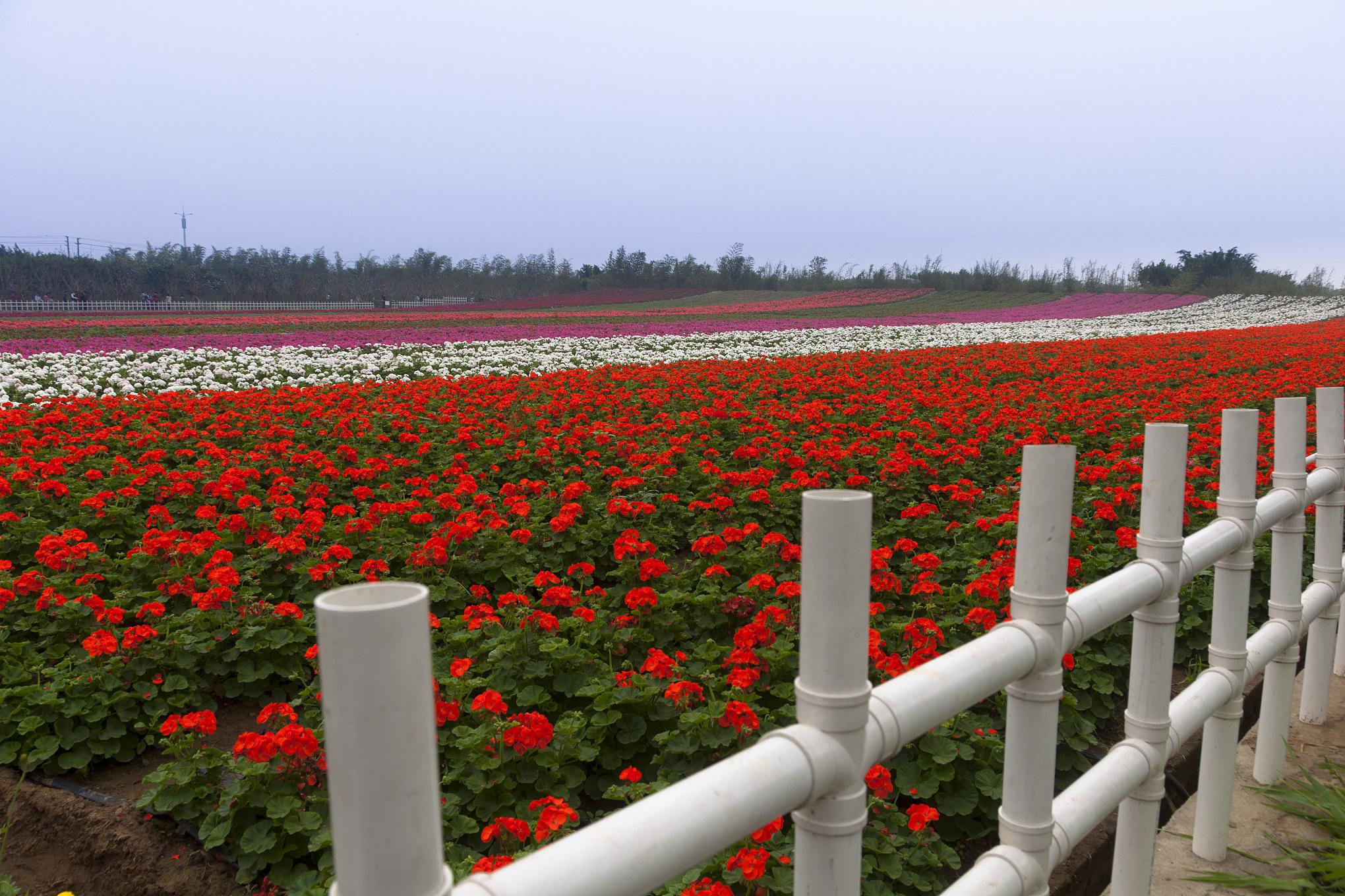 湖北仙桃百万花海风景区:一场视觉盛宴 湖北仙桃百万花海风景区,一片