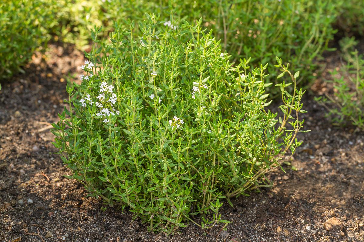 垂盆草种植方法图片