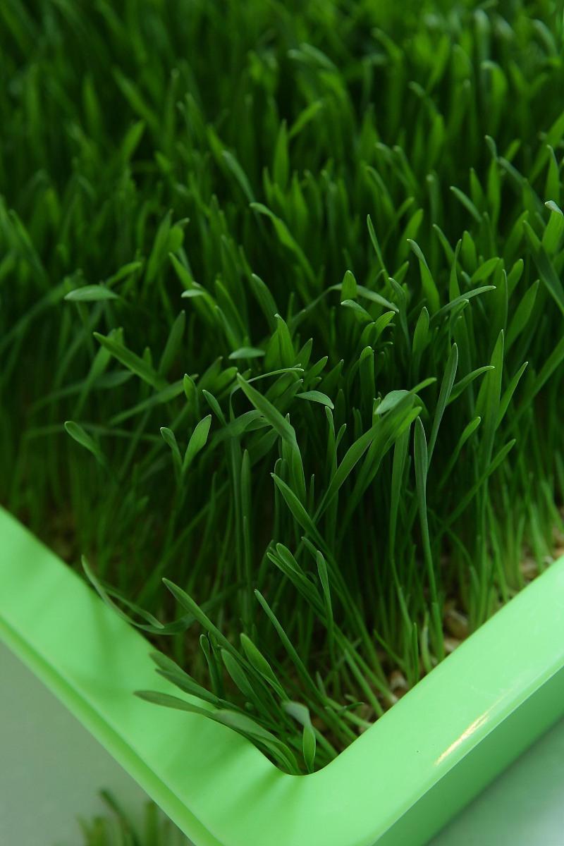 但是,要确保飞机草健康成长,还需要了解并遵循一些基本养殖要点.