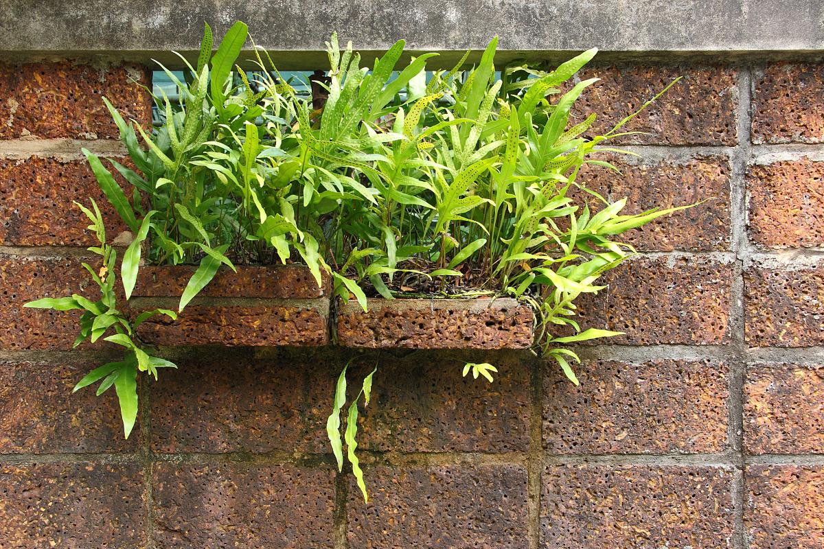 但是,要确保飞机草健康成长,还需要了解并遵循一些基本养殖要点.