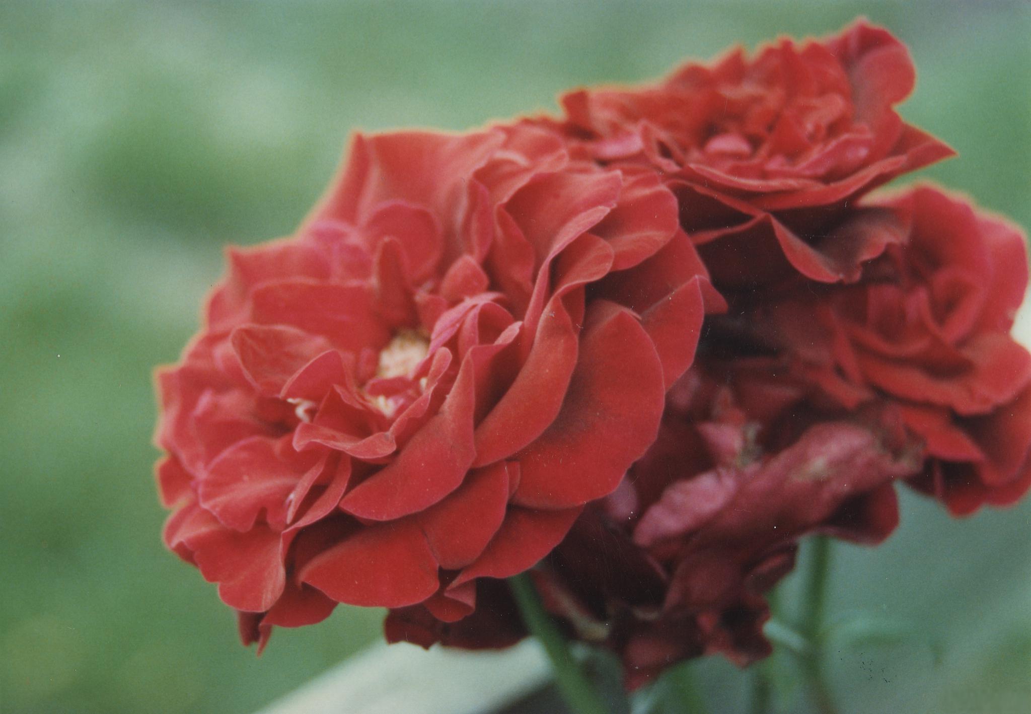 芹叶牡丹:如何养好这朵美丽的花 芹叶牡丹,美丽迷人,宛如倾城佳人.