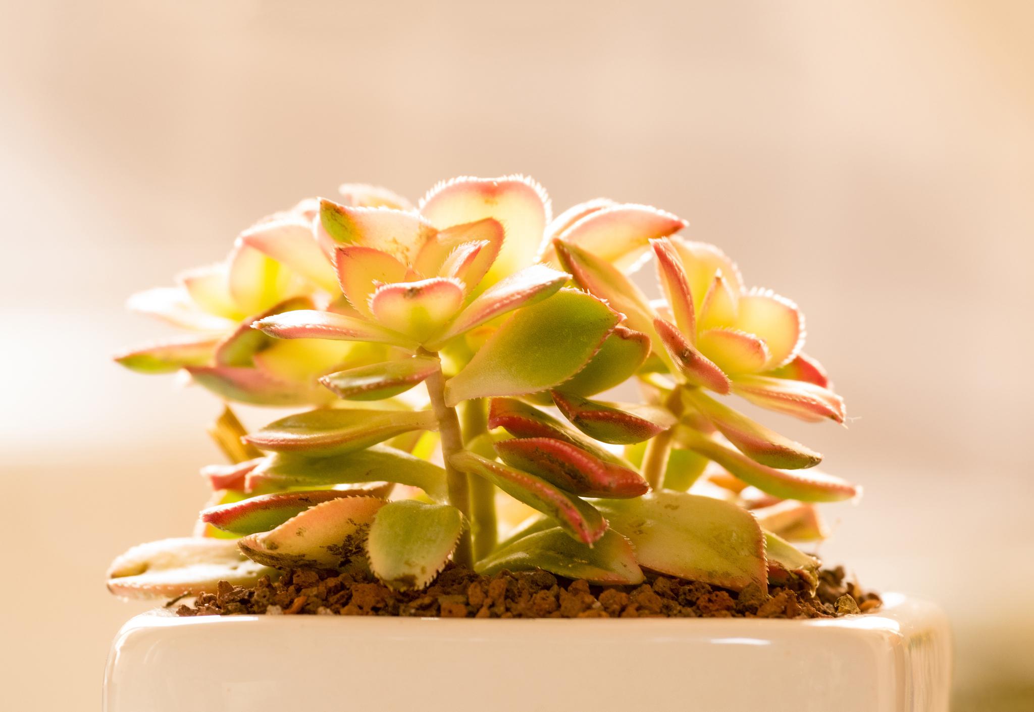 龙吐珠:多肉植物中的璀璨明珠 龙吐珠,学名haworthia,是一种令人着迷