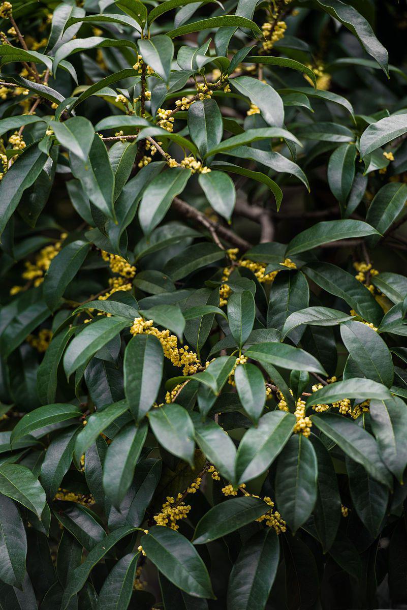 桂花佛顶珠:园艺爱好者的心头好 桂花佛顶珠,学名osmanthus fragrans