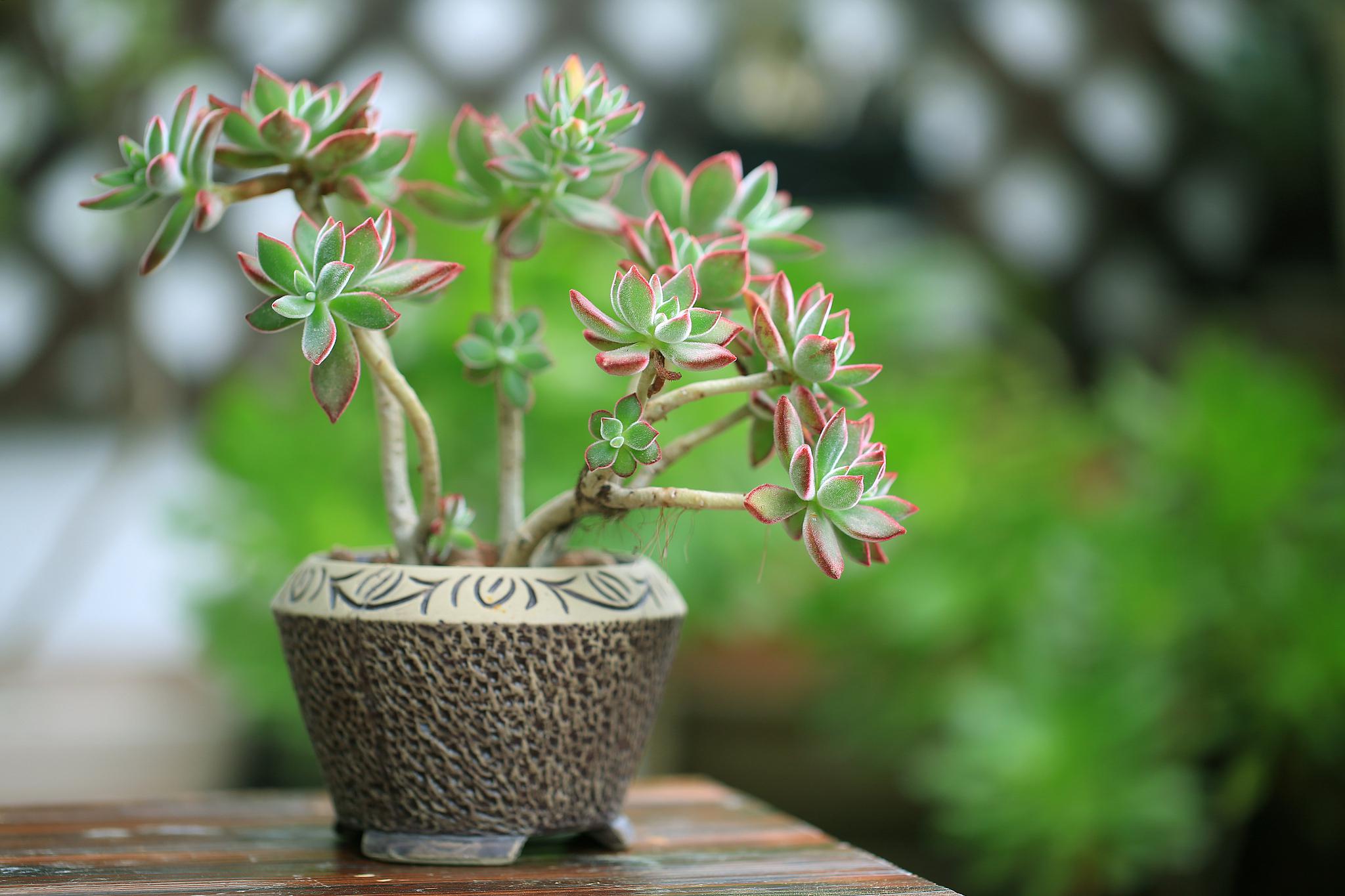 新花月锦多肉:多肉植物中的璀璨明珠 新花月锦多肉,这款多肉植物的