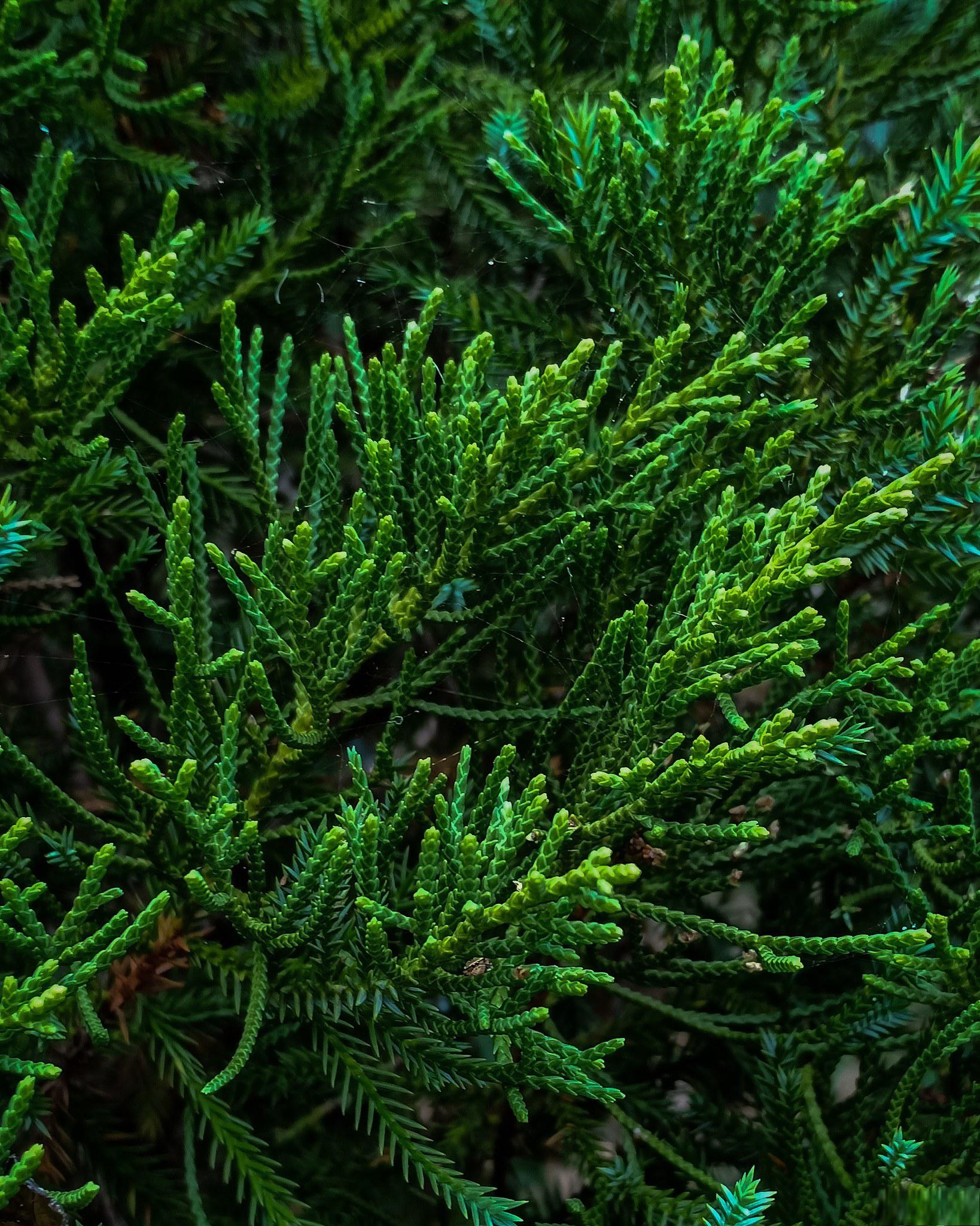 卷柏:园林中的璀璨明珠 卷柏以其独特的形态和优雅的气质,成为园林中