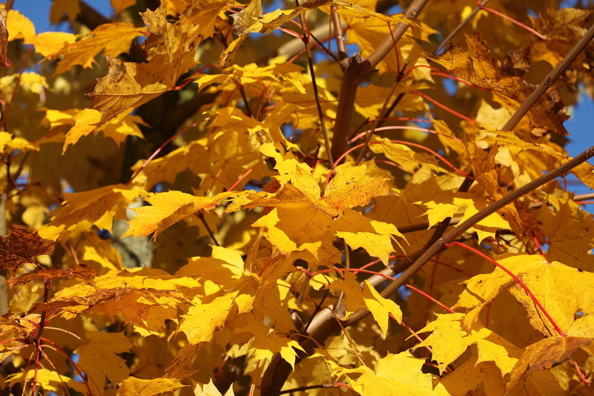 刷机手机里的东西还在吗_手机刷机自己怎么刷机_刷机手机版