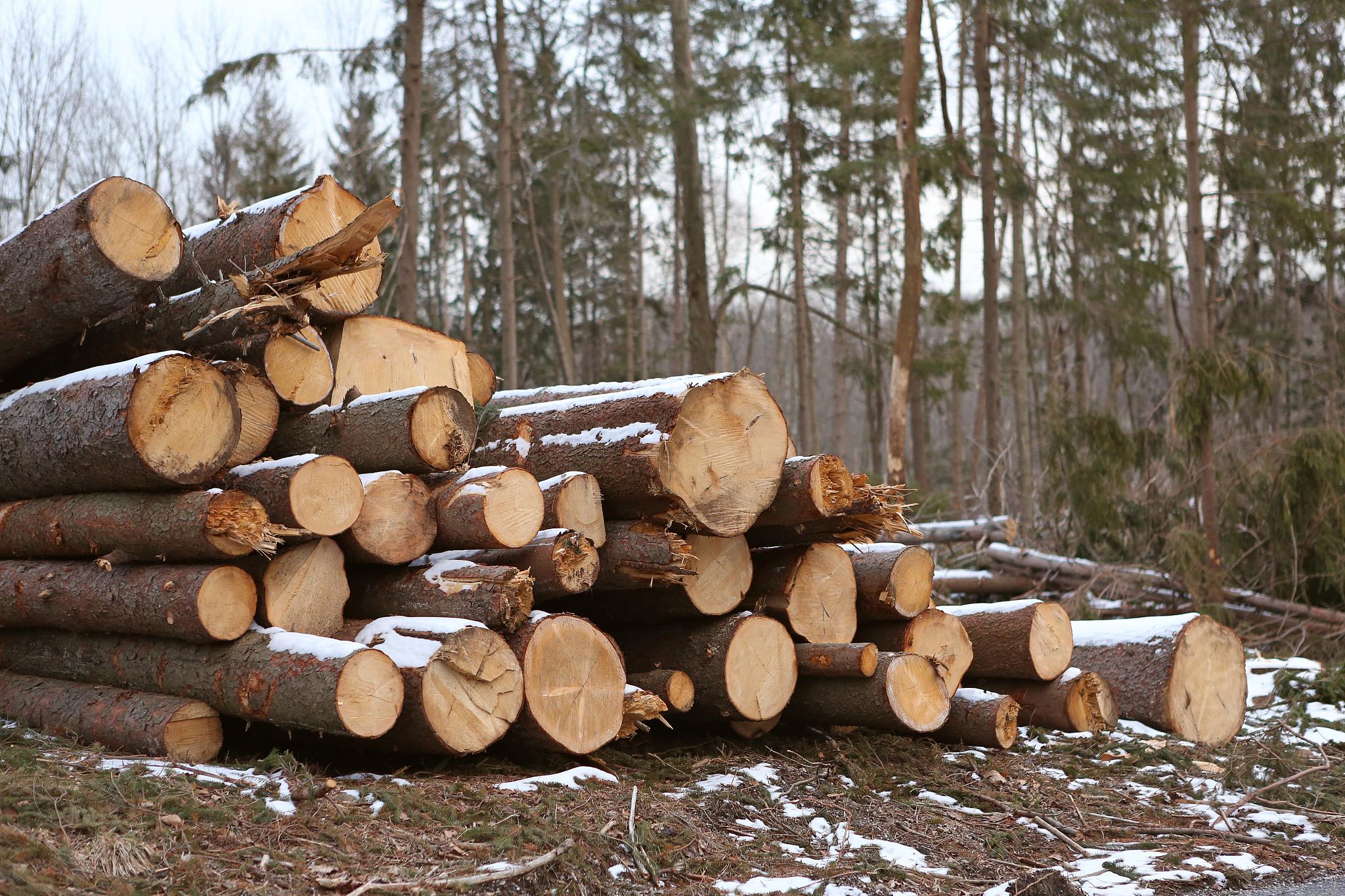 松木与杉木:自然赋予的宝贵木材,各具千秋 松木和杉木是大自然赋予