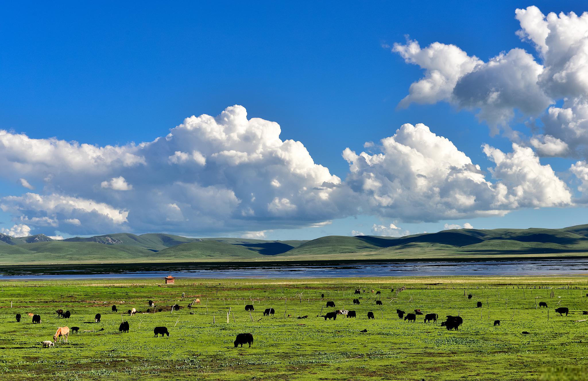 红原大草原:探索自然与文化的宝藏之地 红原大草原是一块深藏在心中的