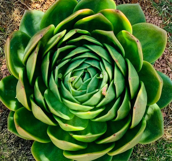 翠花多肉:大自然精心雕琢的绿色精灵 云南的博主晒出了一颗震撼的