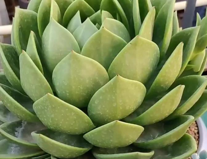 翠花多肉:大自然精心雕琢的绿色精灵 云南的博主晒出了一颗震撼的