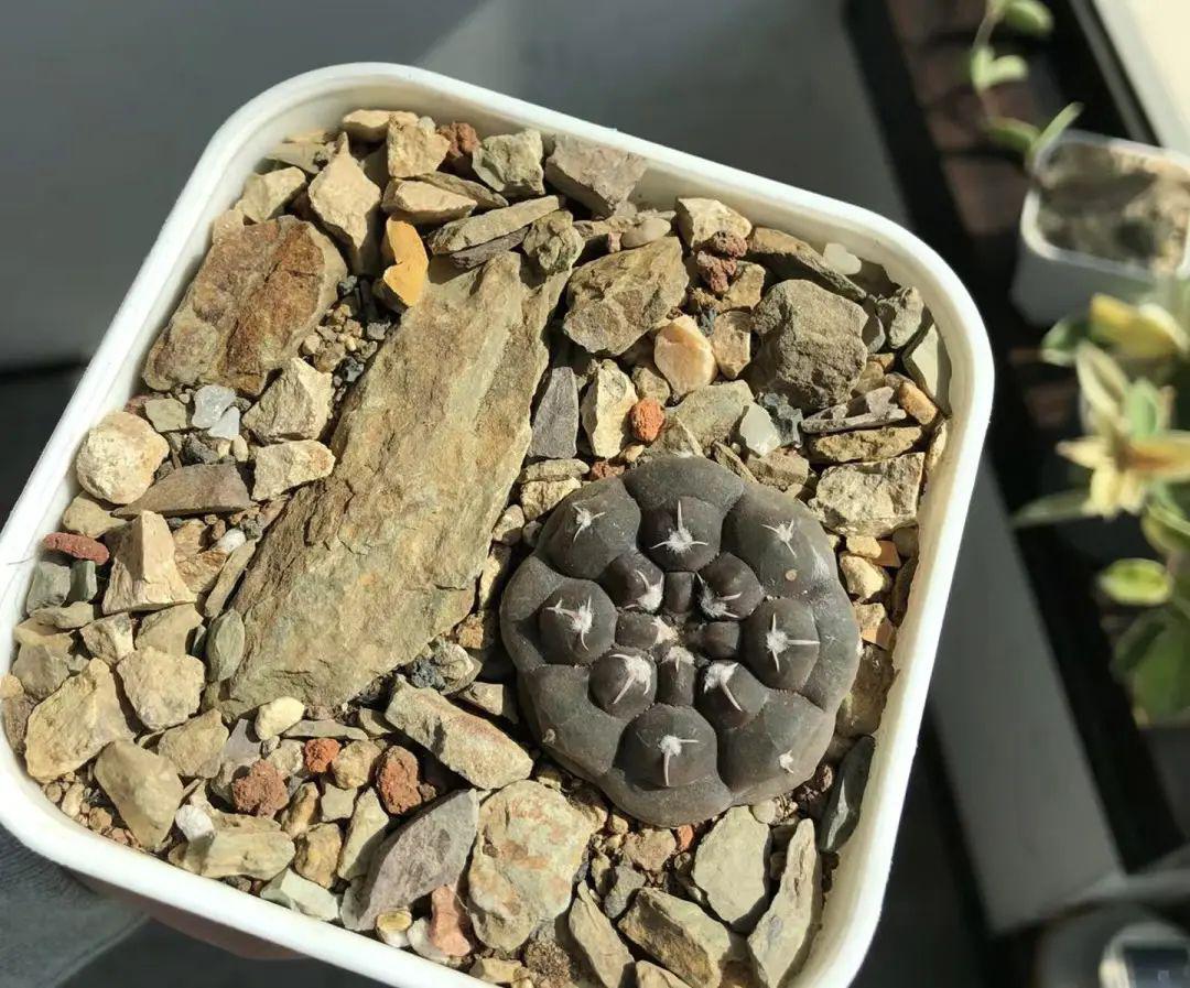 河沙:养花养多肉的万能介质 河沙是一种常见的材料,尤其在农村中随处