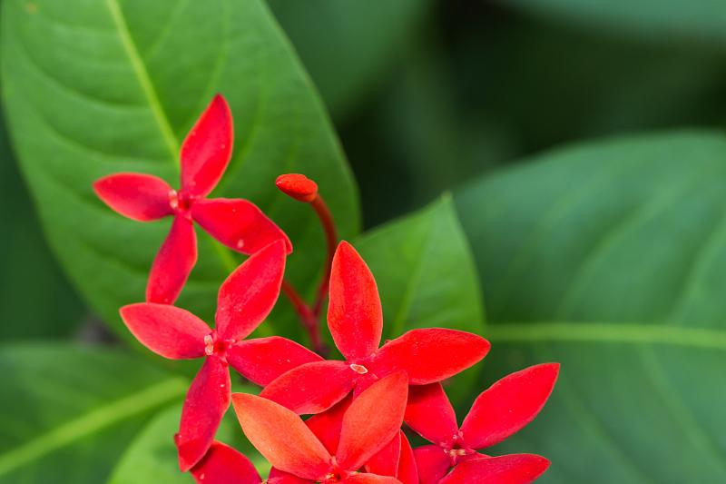 红鹅掌花 多肉植物中的璀璨明珠 红鹅掌花