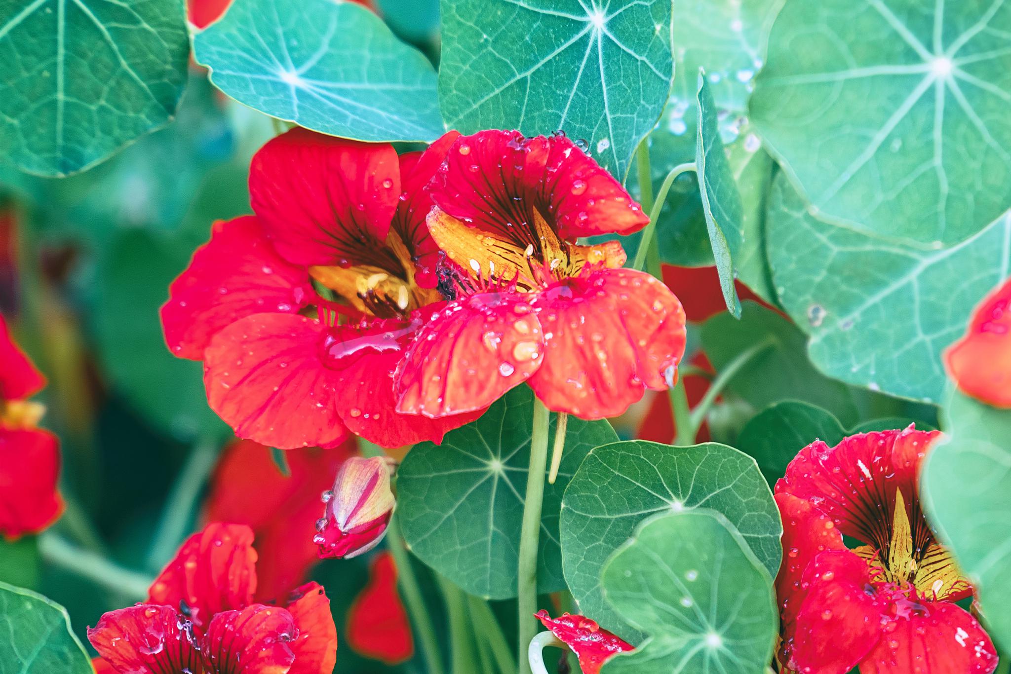 如果你想在自家花园中种植旱金莲,那么,如何播种它的种子,就显得尤为