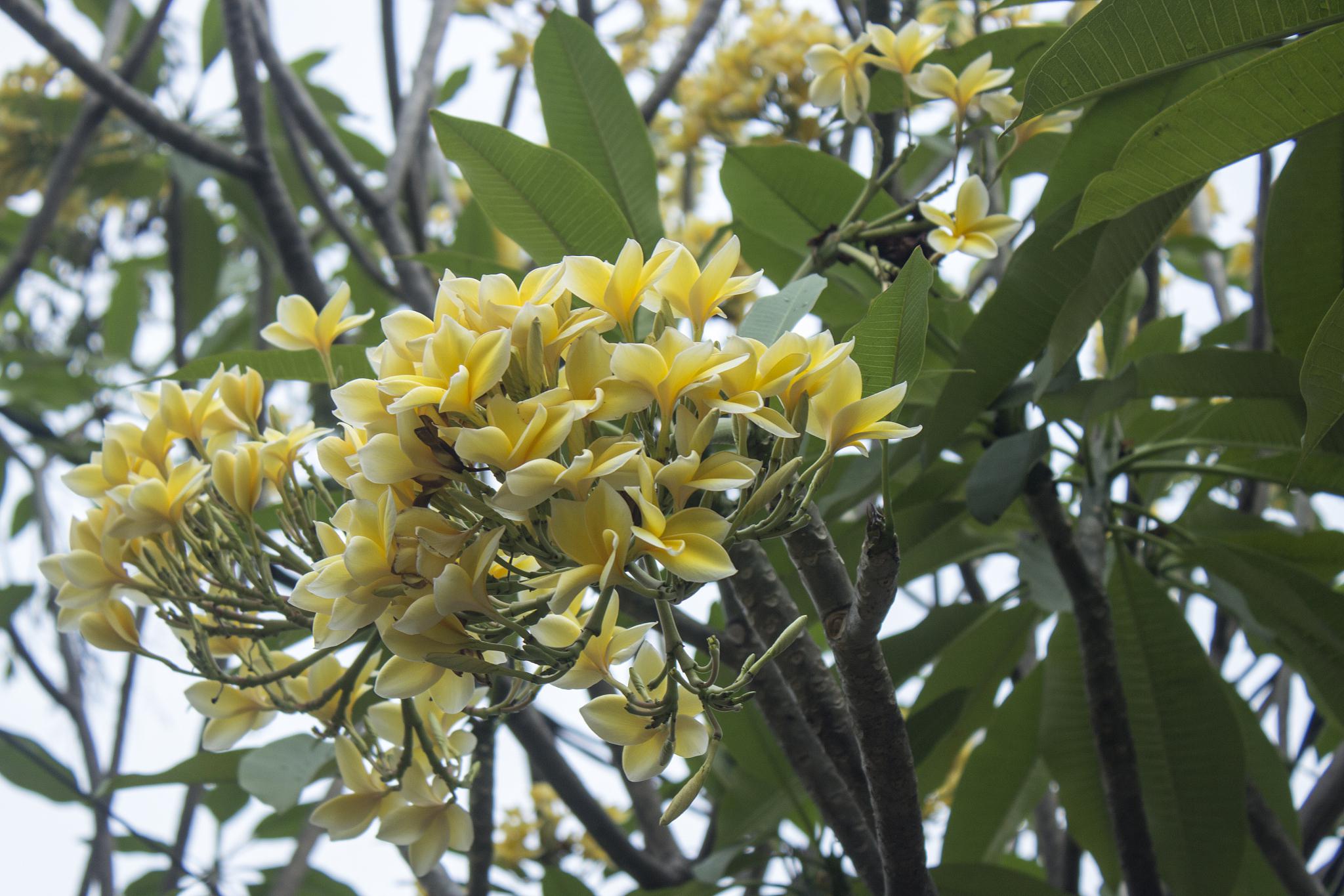 精心照料黄桷兰盆栽:一份完整的养殖秘籍 想让你的黄桷兰盆栽成为家居