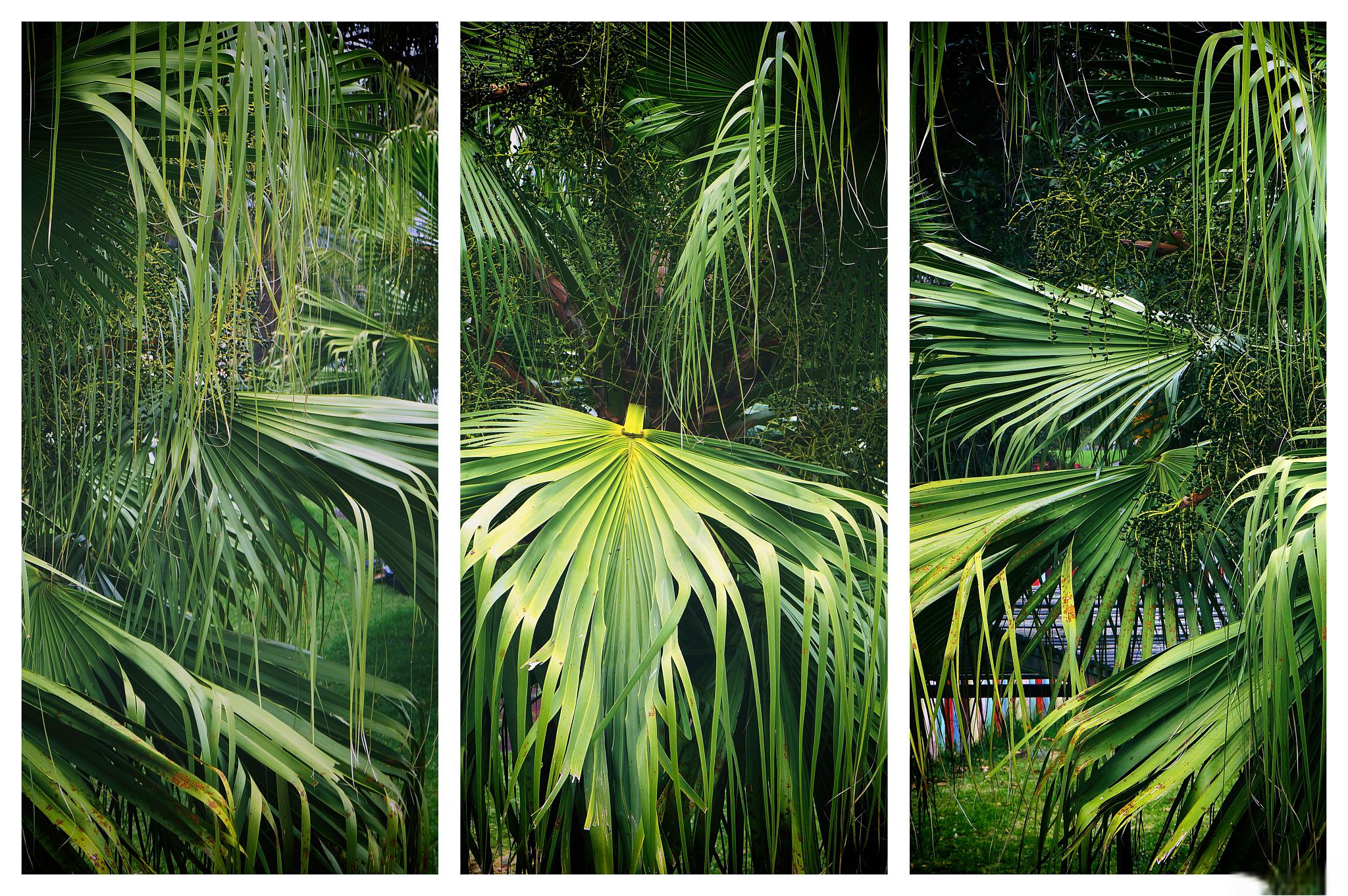棕竹:高颜值室内植物,养护小诀窍 棕竹是一种高颜值的室内植物,不仅