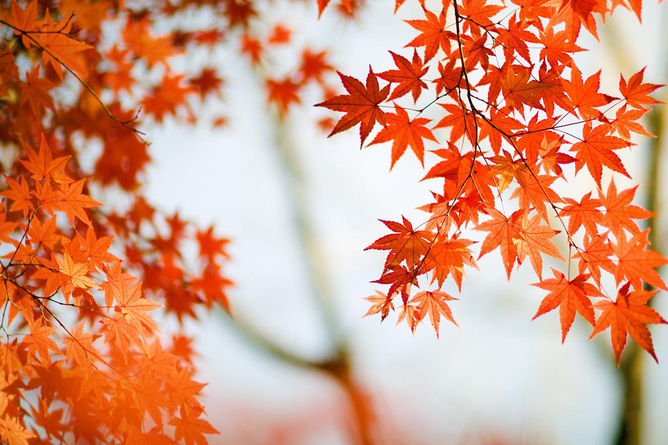 光雾山国庆节游玩指南:红叶虽未至,魅力却依然 秋意渐浓,光雾山的红叶