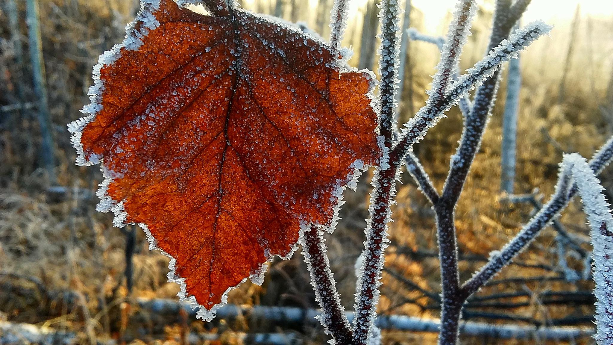 秋霜景色图片