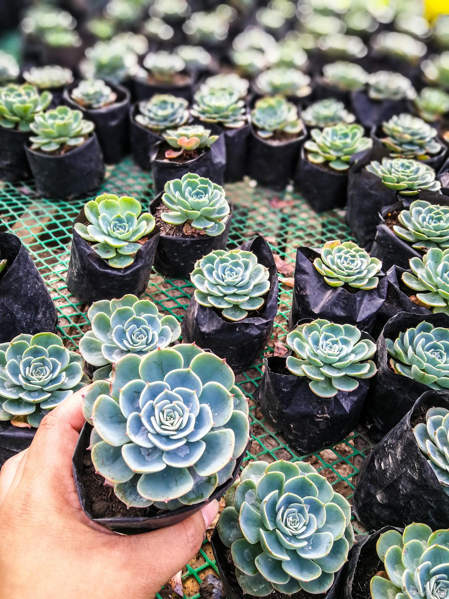 春雨多肉:名副其实的"肉肉"植物 春雨多肉是一种名副其实的#肉肉#植物