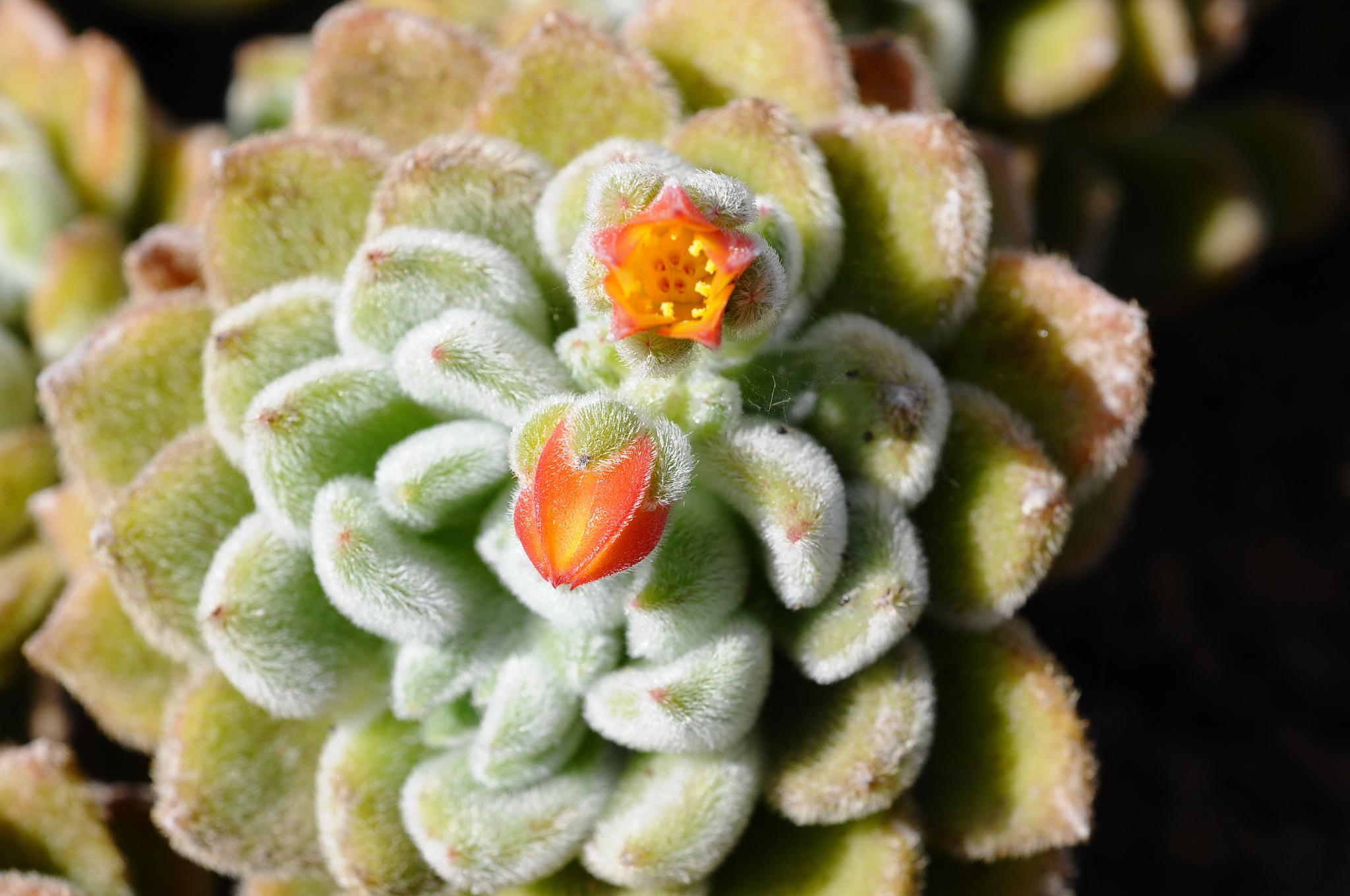 春雨多肉:名副其实的"肉肉"植物 春雨多肉是一种名副其实的#肉肉#植物