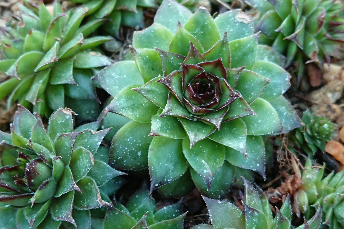 春雨多肉:名副其实的"肉肉"植物 春雨多肉是一种名副其实的#肉肉#植物
