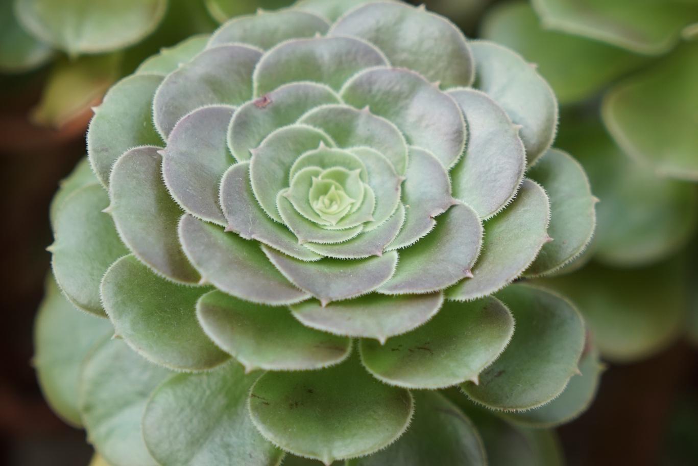 春雨多肉:名副其实的"肉肉"植物 春雨多肉是一种名副其实的#肉肉#植物