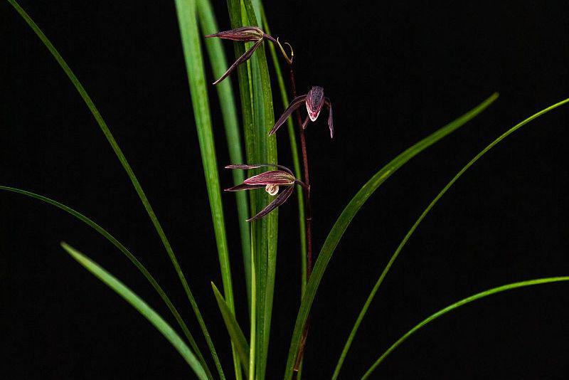 墨兰企黑:多肉植物的独特魅力与养护秘诀 墨兰企黑,那独特的深绿色