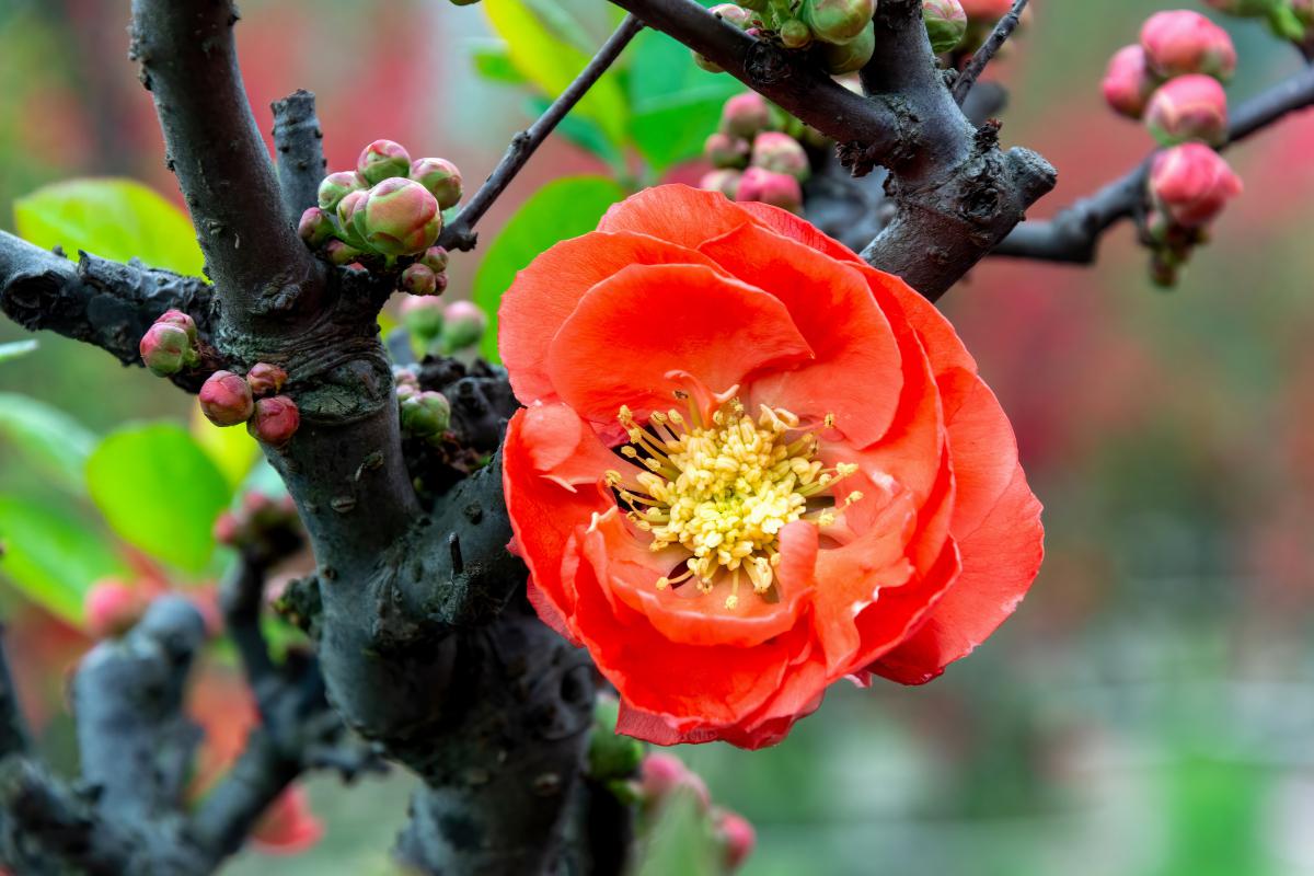 佛肚海棠:历史的珍贵见证 佛肚海棠,不仅仅是绚丽的花卉,更是历史的